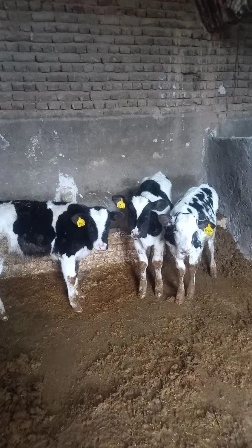 گوساله نر هلشتاین ۱۰۰ روزه از شیر برگشته|حیوانات مزرعه|دشتابی, |دیوار