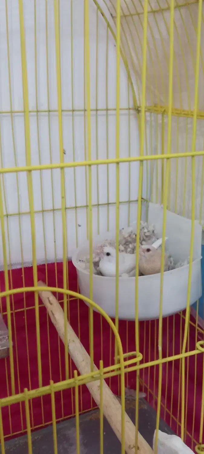 یک جفت فنچ بنگالی آماده|پرنده|مراغه, |دیوار