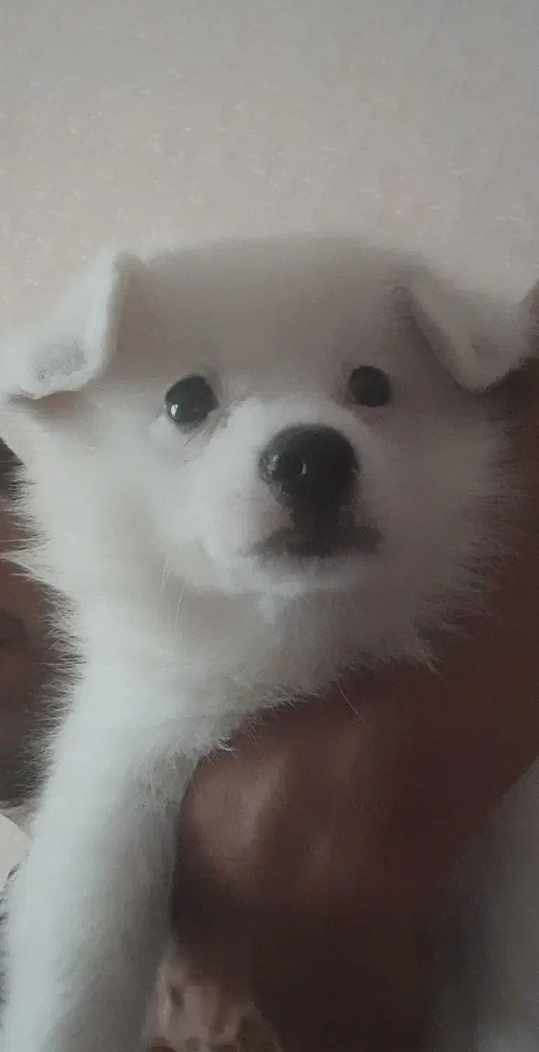 فروش توله پامر اشپیتز|سگ|لاهیجان, خمیر کلایه|دیوار