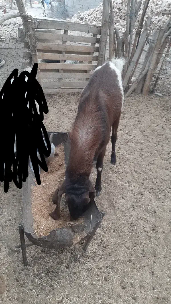 بز پاچن فروشی|حیوانات مزرعه|ایرانشهر, |دیوار