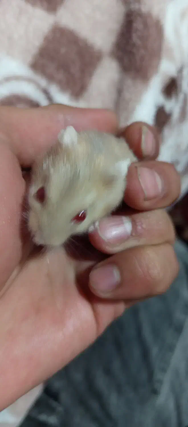 همستر کوچک ۶ تا|موش و خرگوش|تبریز, |دیوار