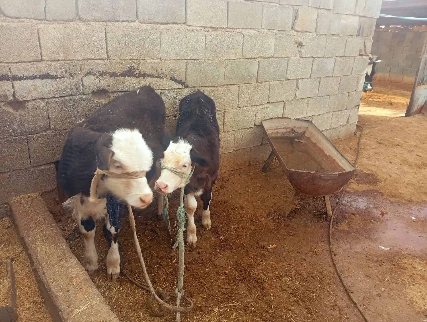 فروش گاو گوساله نر|حیوانات مزرعه|شیراز, کوشک میدان|دیوار