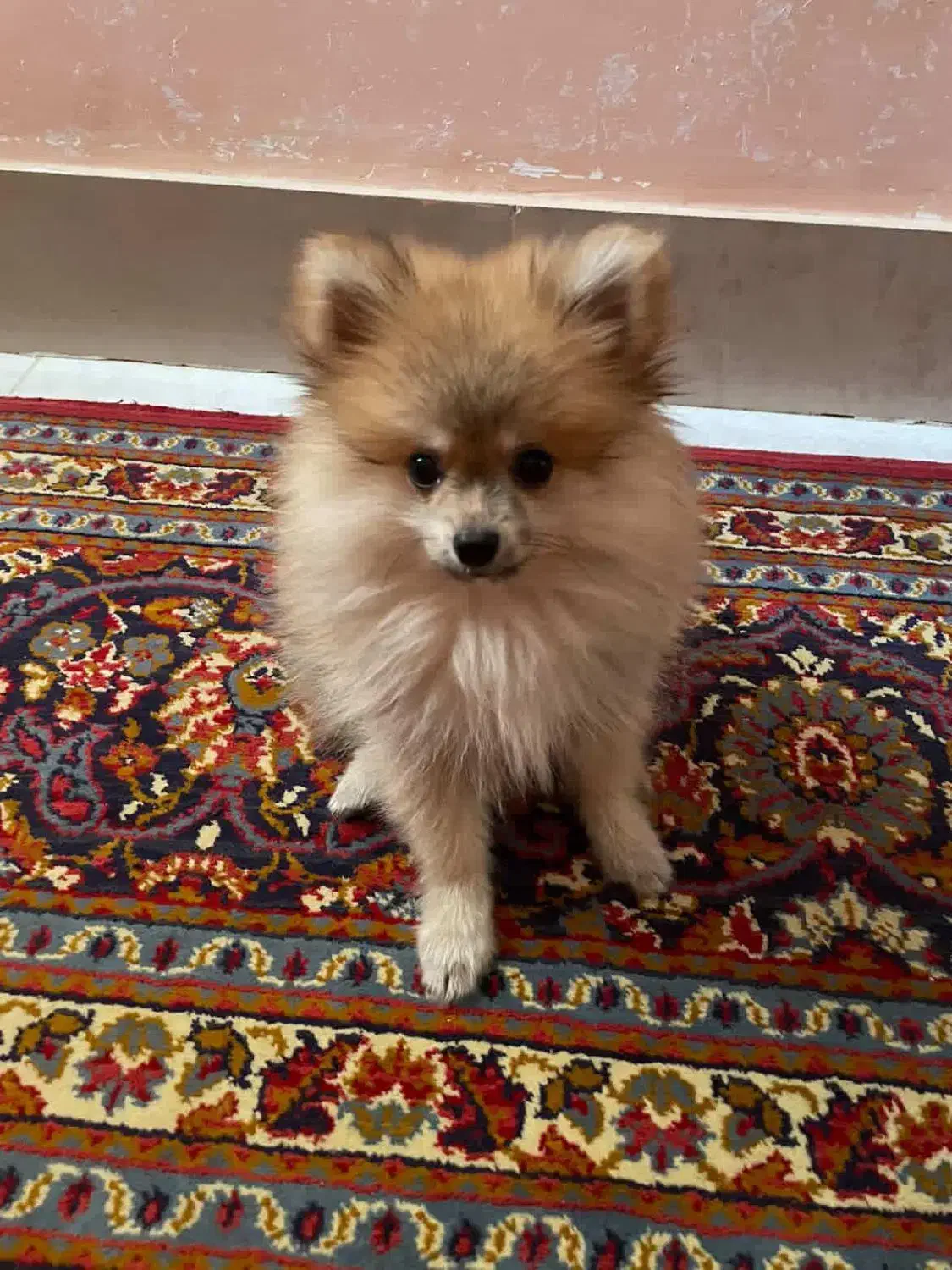 سگ پامر پرتغالی روباهی|سگ|شیروان (خراسان), |دیوار