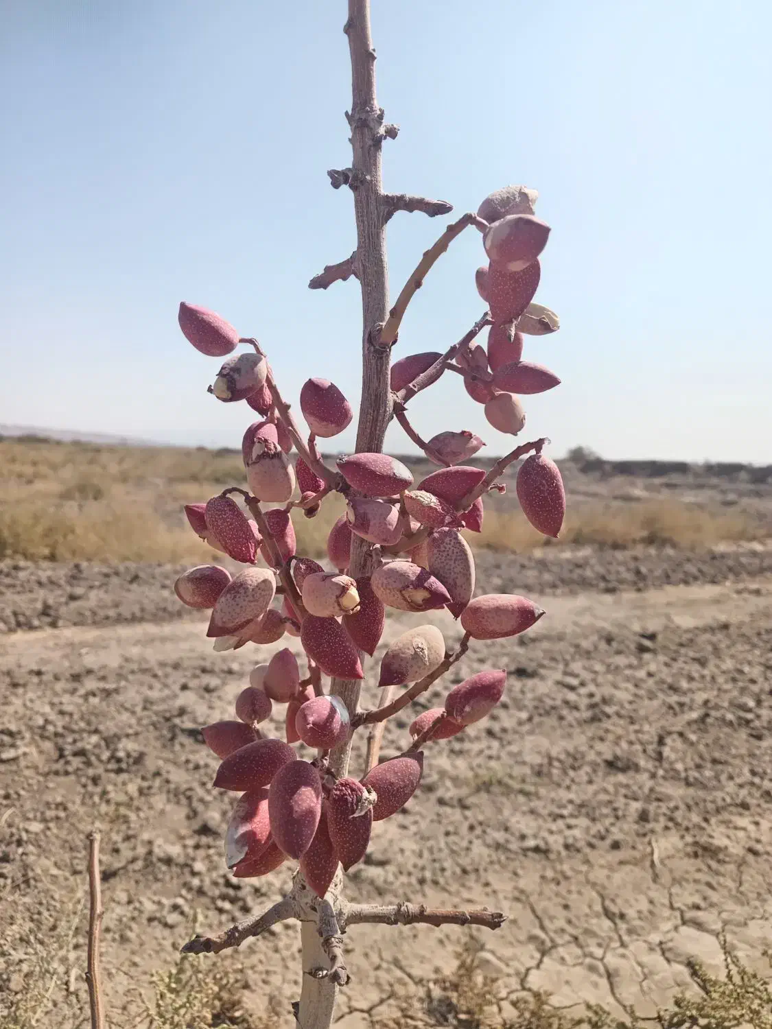 فروش یک هکتارپسته اکبری|فروش زمین و ملک کلنگی|راین, |دیوار
