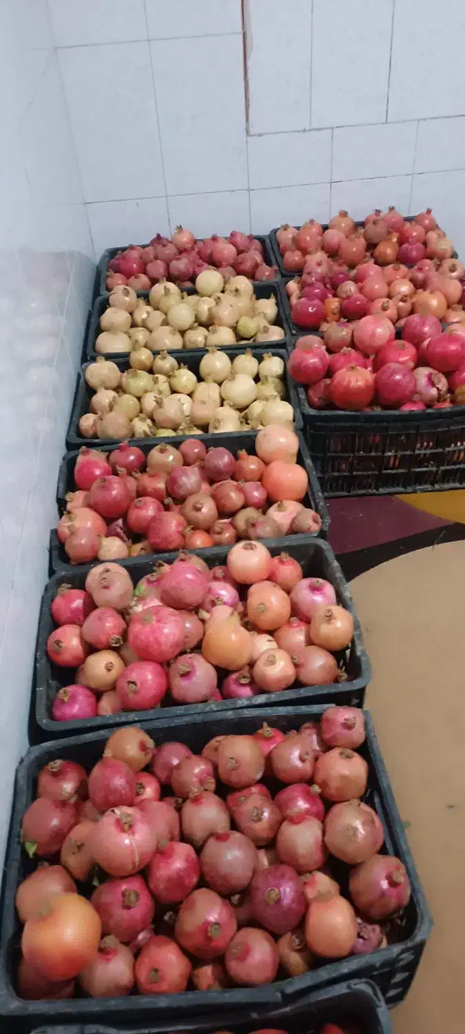 ۲۵۰کیلو انار درجه یک|گل و گیاه طبیعی|سیدان, |دیوار