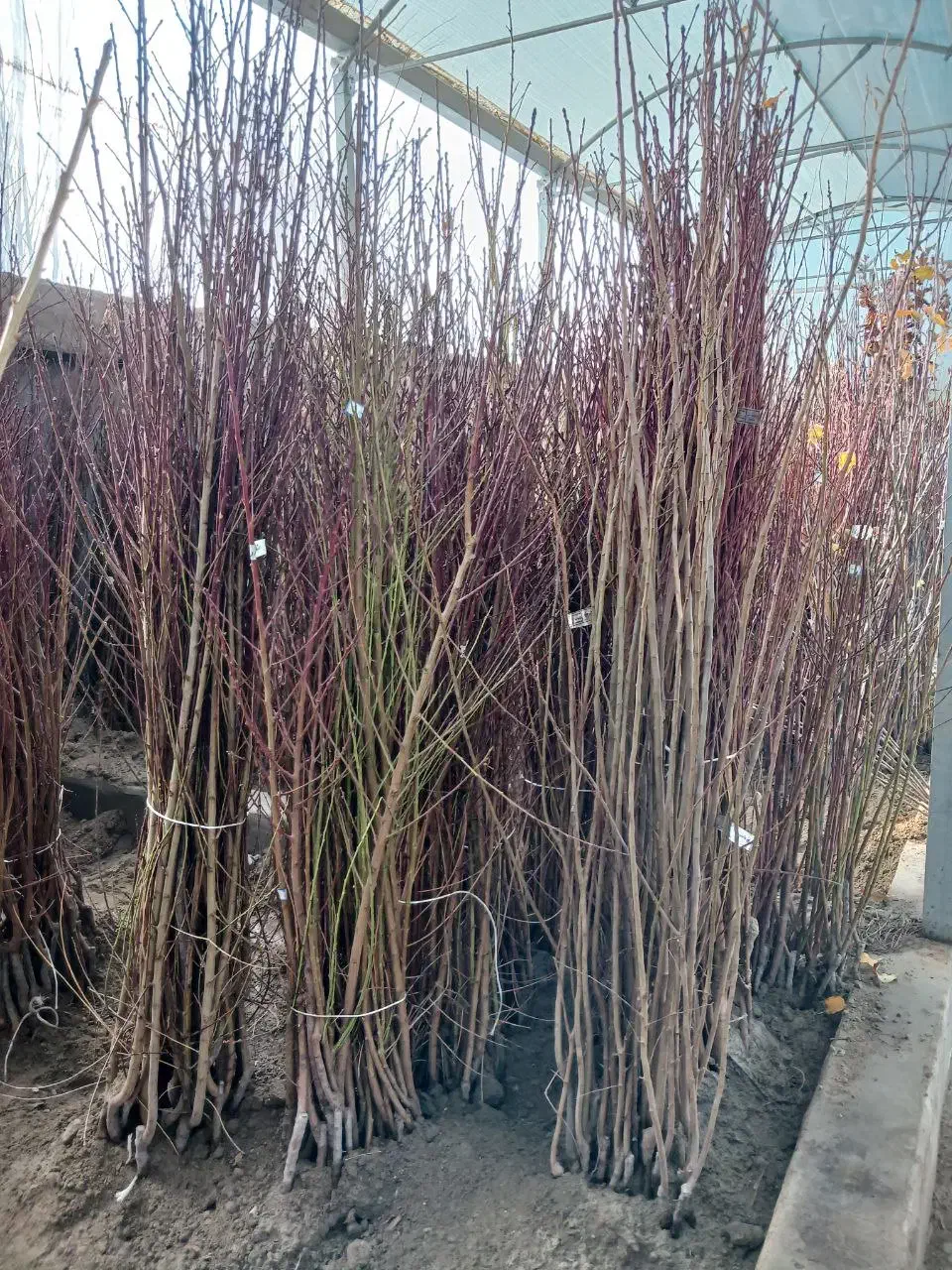 نهال هلو و شلیل مرغوب ارقام زودرس|خدمات باغبانی و درختکاری|صومای برادوست, |دیوار