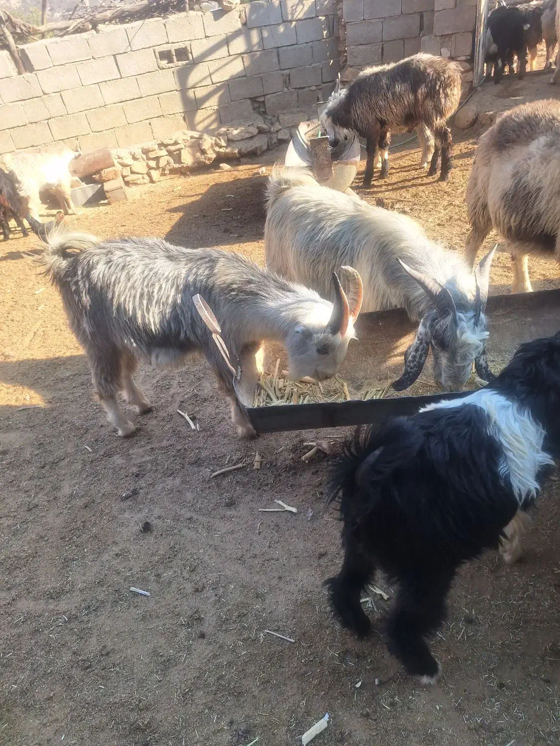 50راس کهره نر دشمن زیاری نوراباد|حیوانات مزرعه|دشمن زیاری, |دیوار