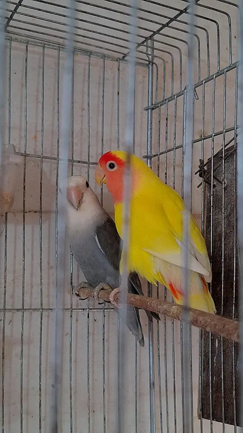 دوجفت طوطی برزیلی یا جوجه مولد|پرنده|آبادان, |دیوار