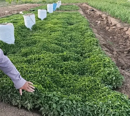 نشا گوج ه|گل و گیاه طبیعی|الوند, |دیوار