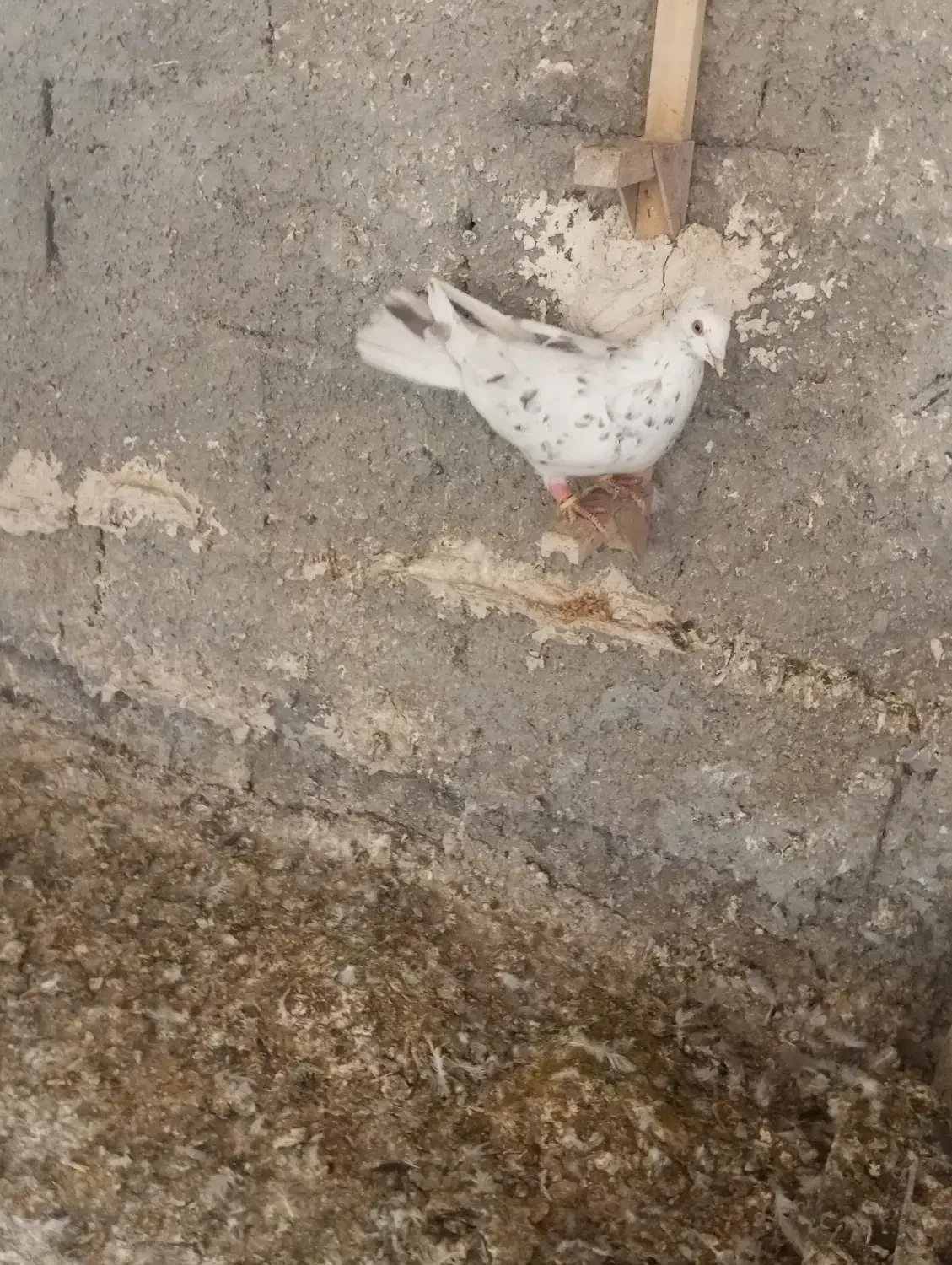 کفتر سرور بهبهانی|پرنده|شیراز, سعدیه شمالی|دیوار