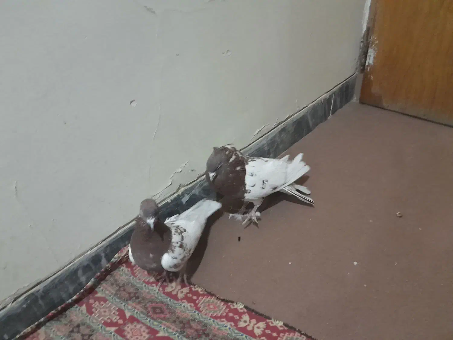 نر و ماده کله سرخ  و شوسیا|پرنده|دورود, |دیوار