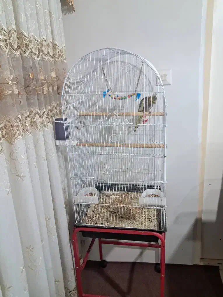 عروس هلندی|پرنده|آستارا, |دیوار