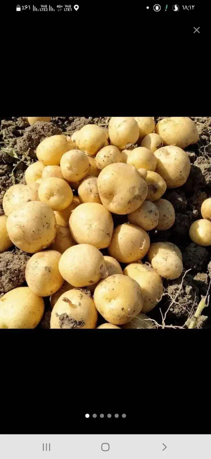 راهنمایی خرید سیب زمینی پیاز گوجه مناسب|فعالیت داوطلبانه تحقیقاتی|کرمان, |دیوار