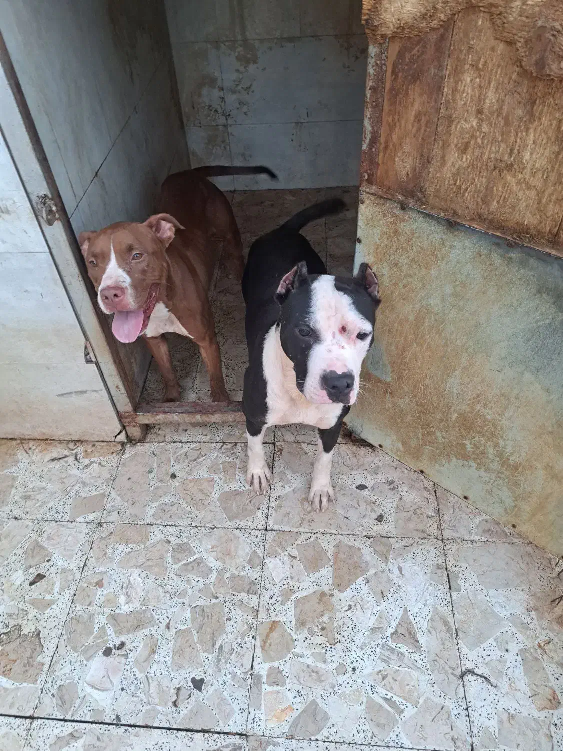 پیت بول نر و ماده دو ساله|سگ|اسالم, |دیوار