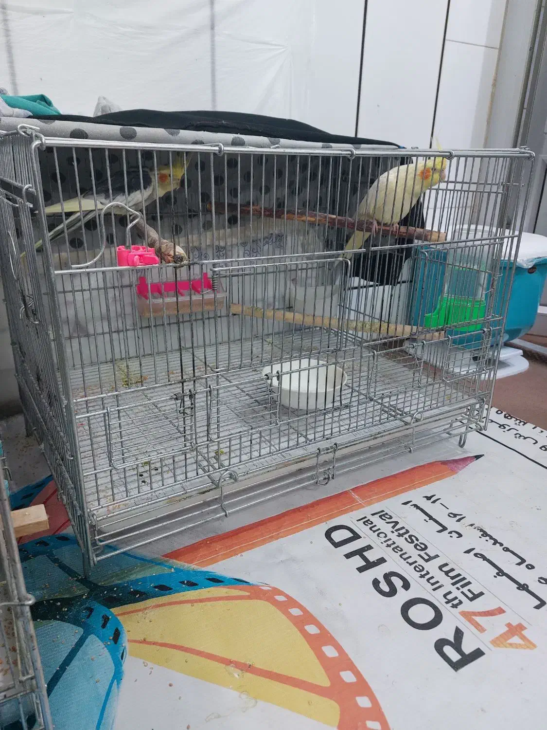 دو جفت عروس هلندی|پرنده|مبارکه, |دیوار