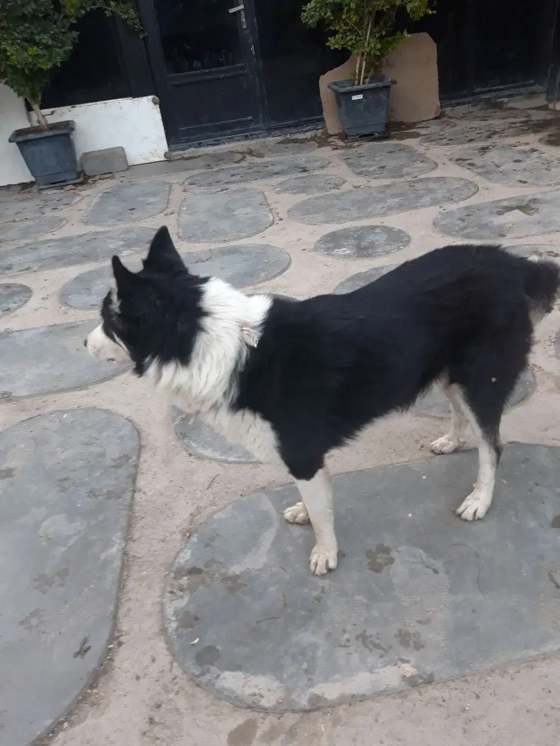 واگذاری  سگ هاسکی نر|سگ|شهریار, کردزار|دیوار