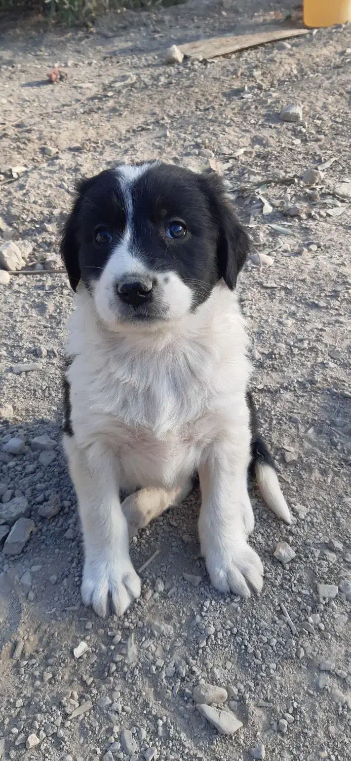 سگ ماده پوز کوتاه فروشی|سگ|آرادان, |دیوار