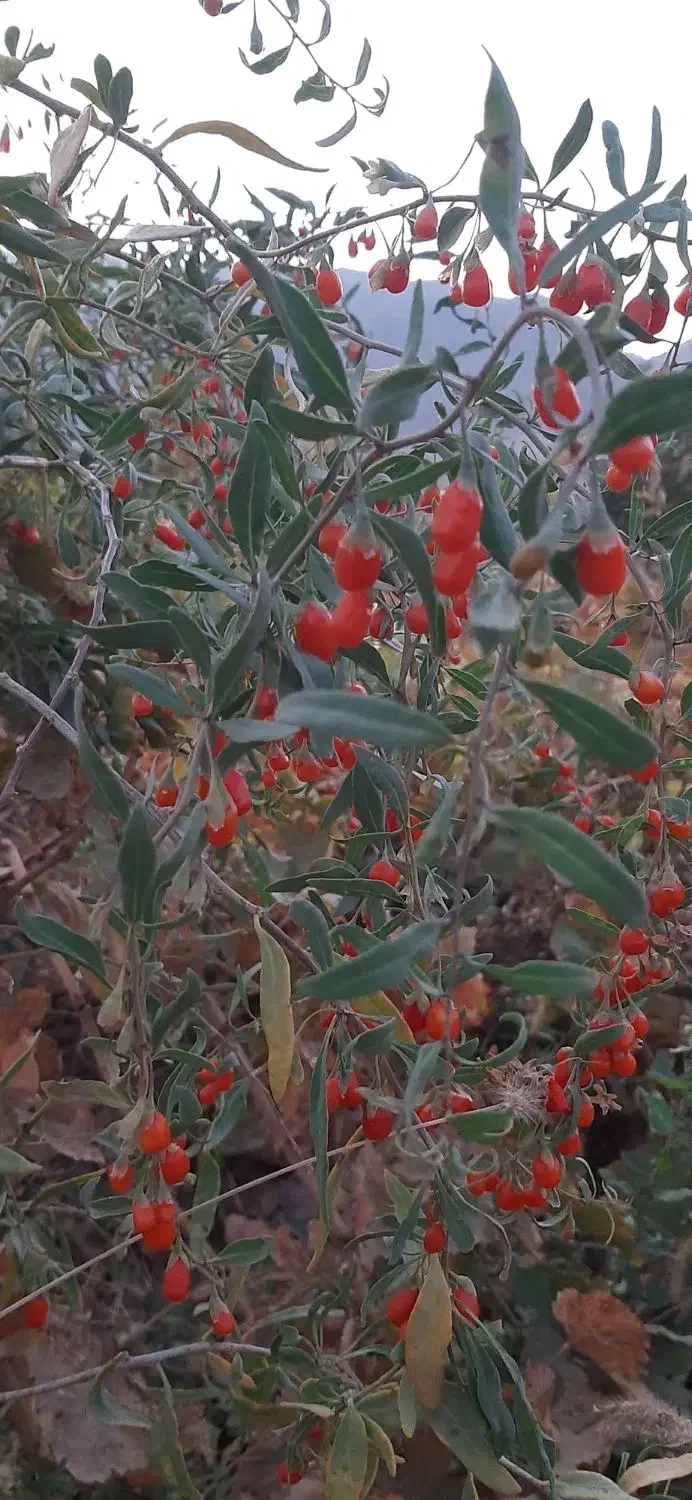 نهال گوجی بری|گل و گیاه طبیعی|قم, زاد|دیوار