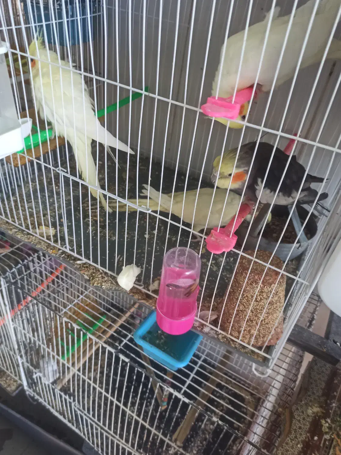 کوتوله وعروس هلندی|پرنده|گلبهار, شهر جدید گلبهار|دیوار