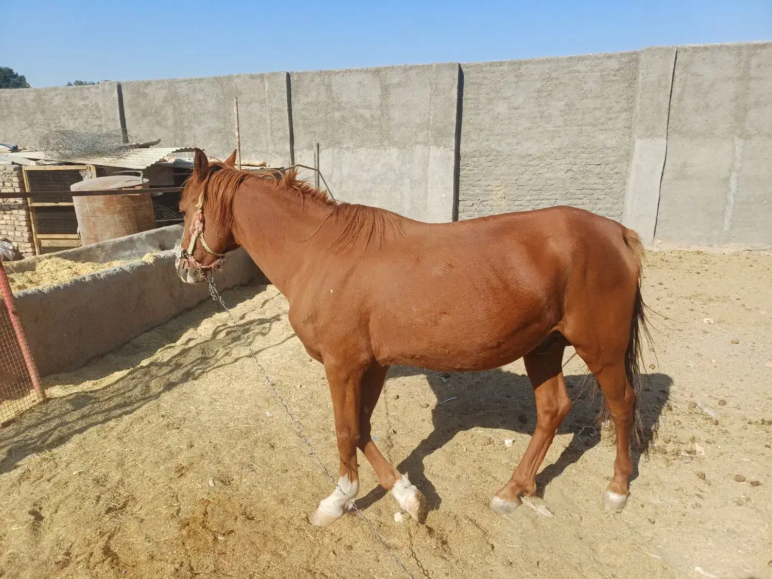 فروش|اسب و تجهیزات اسب‌سواری|خاوران, |دیوار