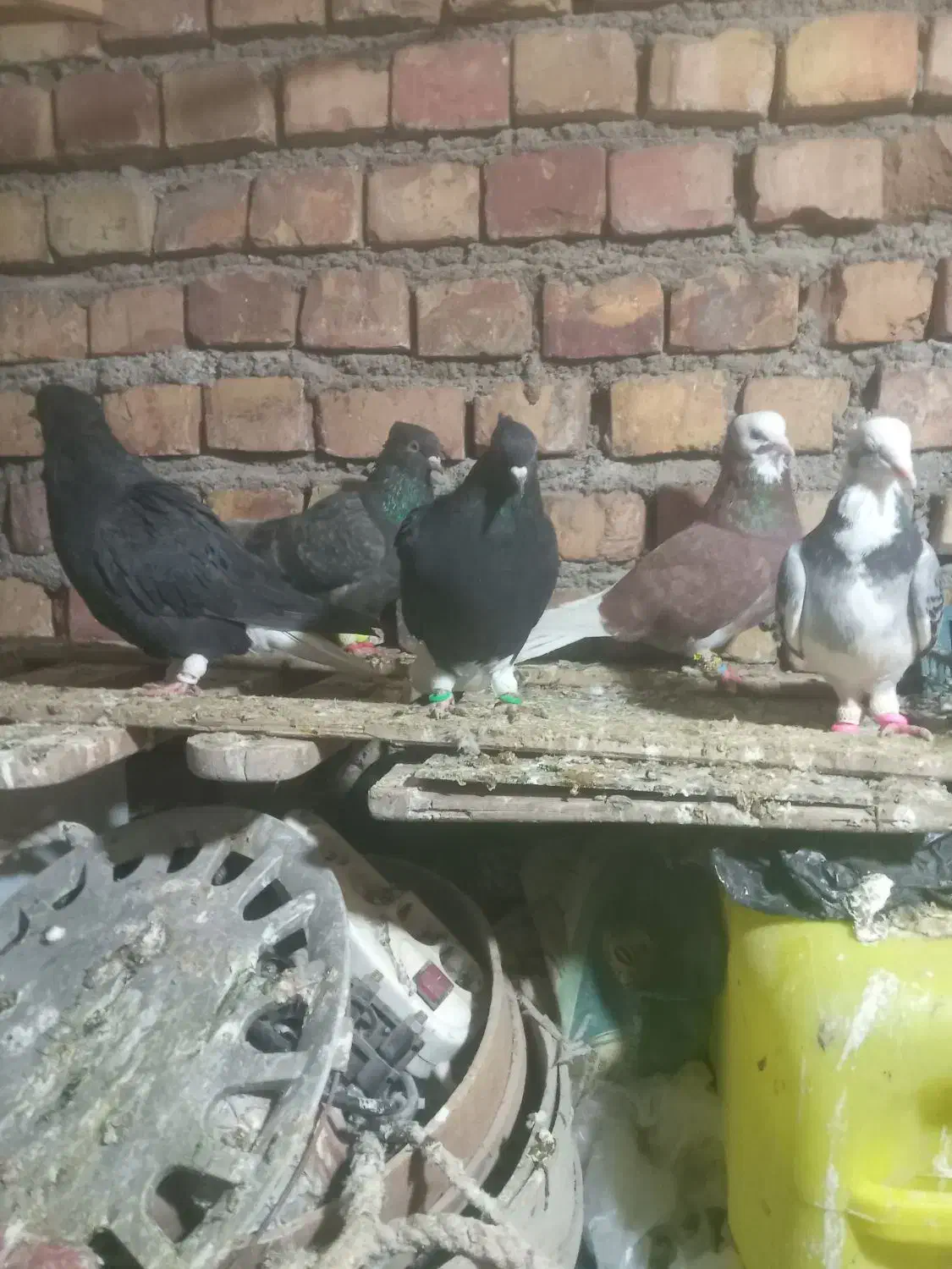 کفتر پرشی|پرنده|نیشابور, ده حلاج|دیوار