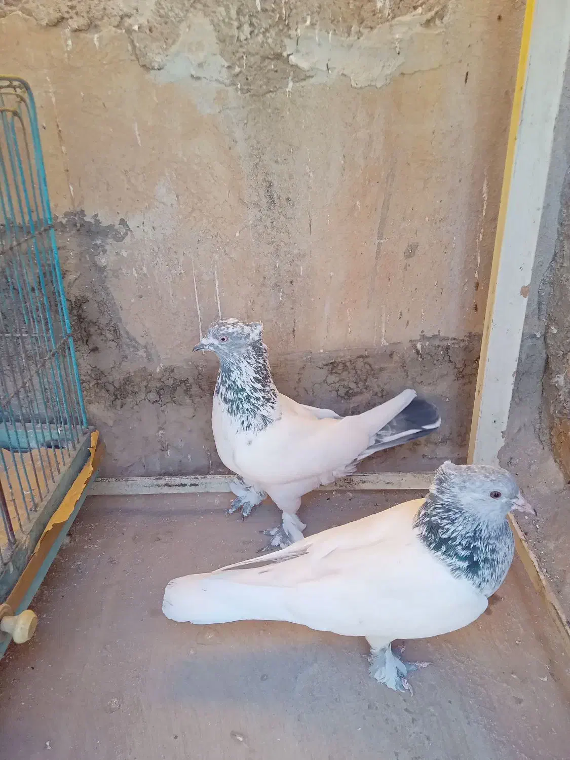 کفتر|پرنده|قم, باغ کرباسی|دیوار