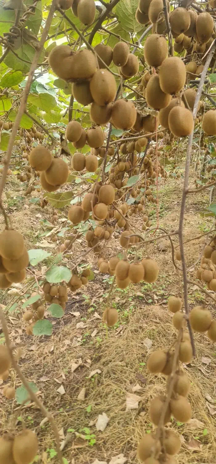 ۴۰ تن کیوی درشت موجود هست|خوردنی و آشامیدنی|حویق, |دیوار