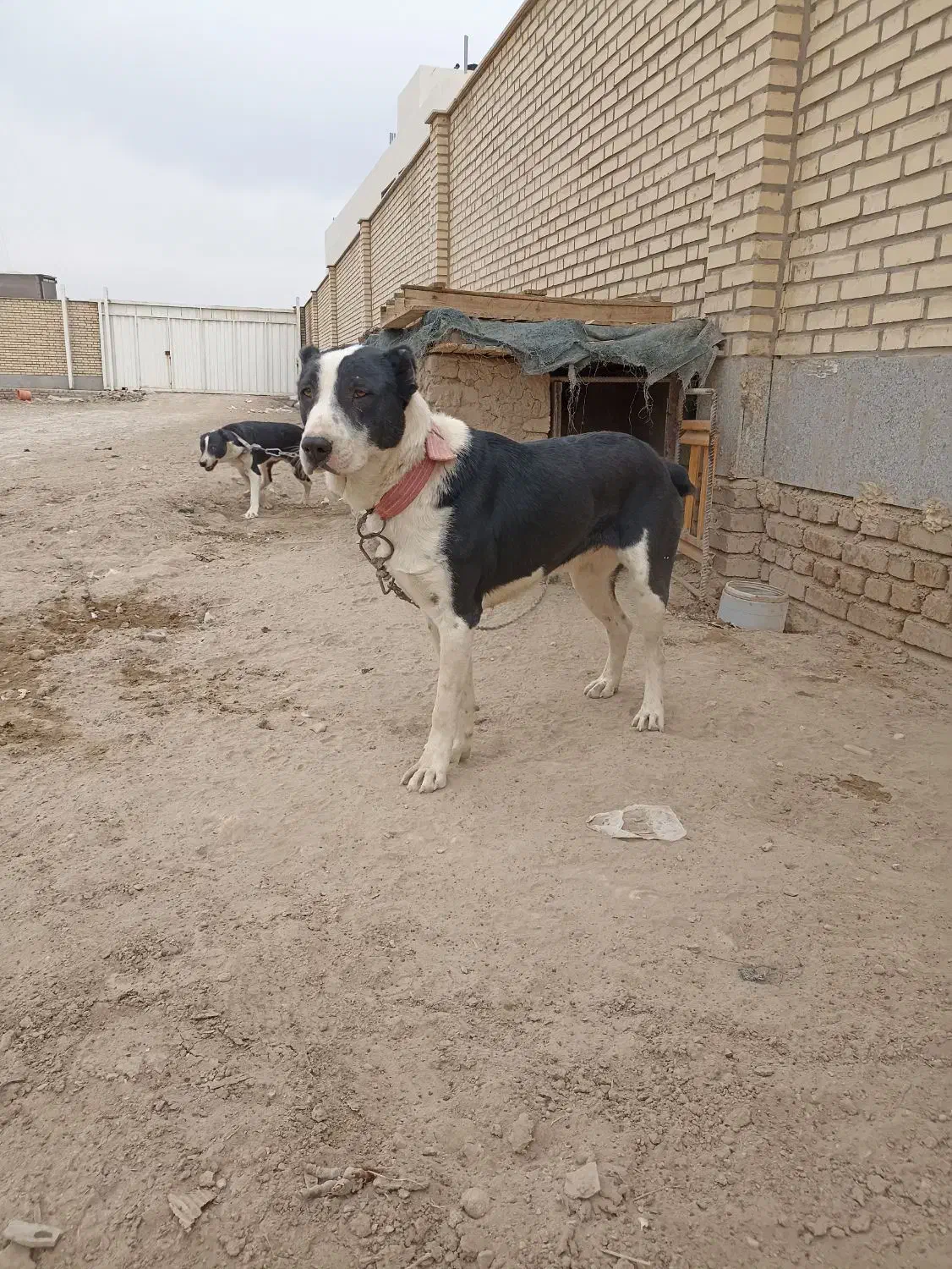 سگ آلابای نر|سگ|ماهدشت, |دیوار