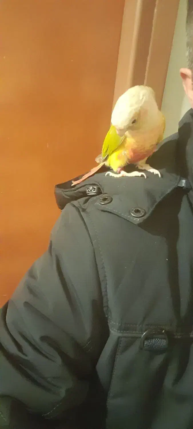 طوطی اهلی و بغلی بوس میده|پرنده|تبریز, |دیوار