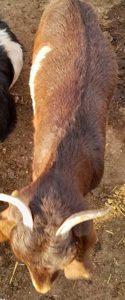 فروش بزغاله|حیوانات مزرعه|کازرون, |دیوار