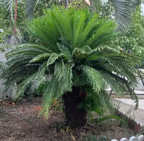 سیکاس ۳۰ ساله|گل و گیاه طبیعی|رشت, گلباغ نماز|دیوار