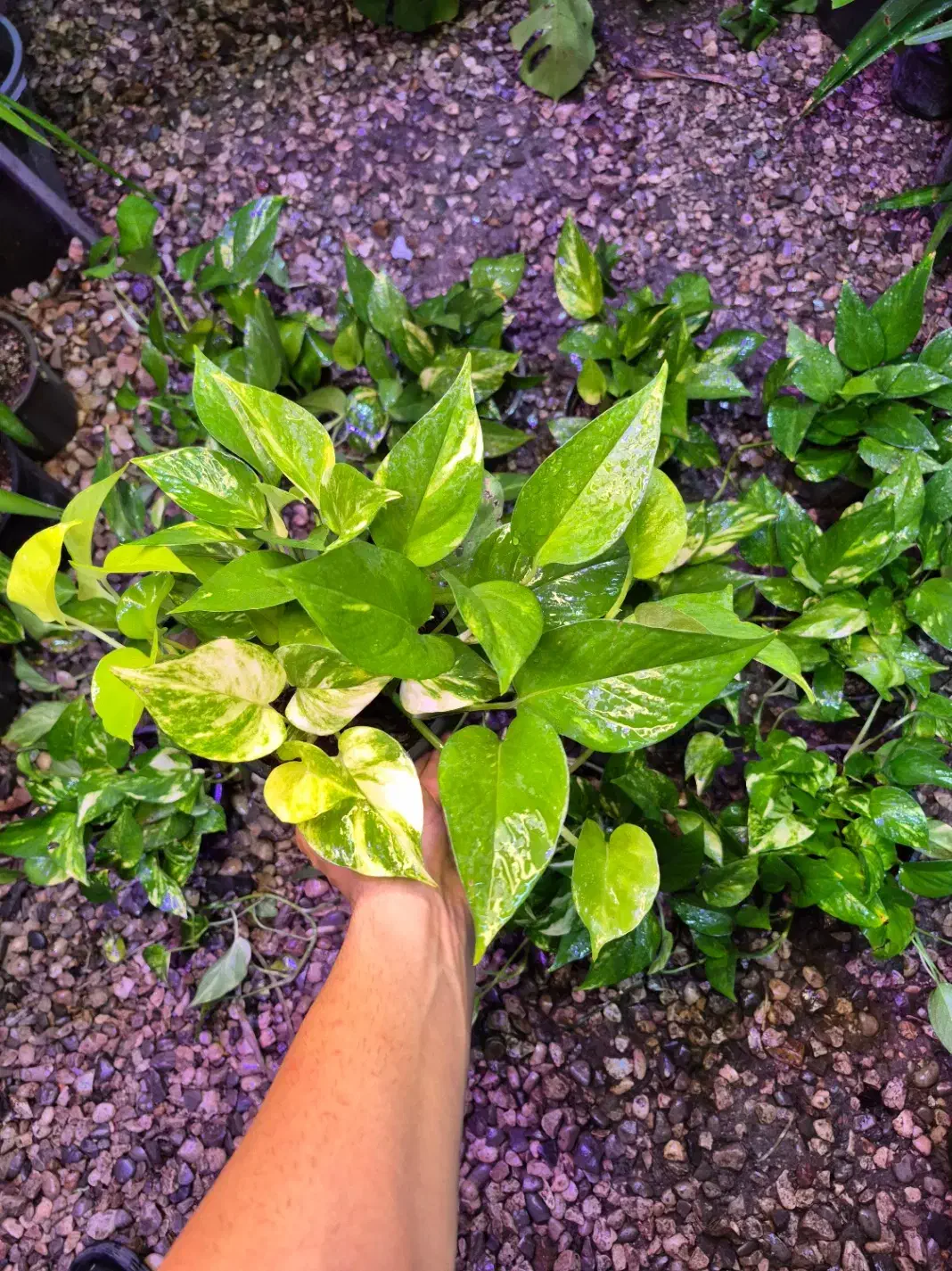 پتوس ۱۳۰ هزار / اهواز|گل و گیاه طبیعی|اهواز, پادادشهر|دیوار