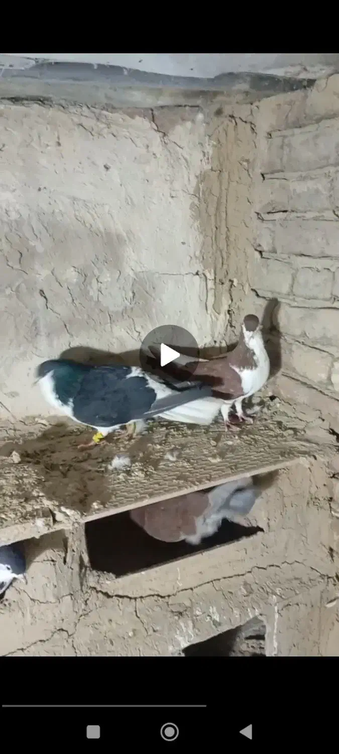 کبوتر|پرنده|بناب, |دیوار