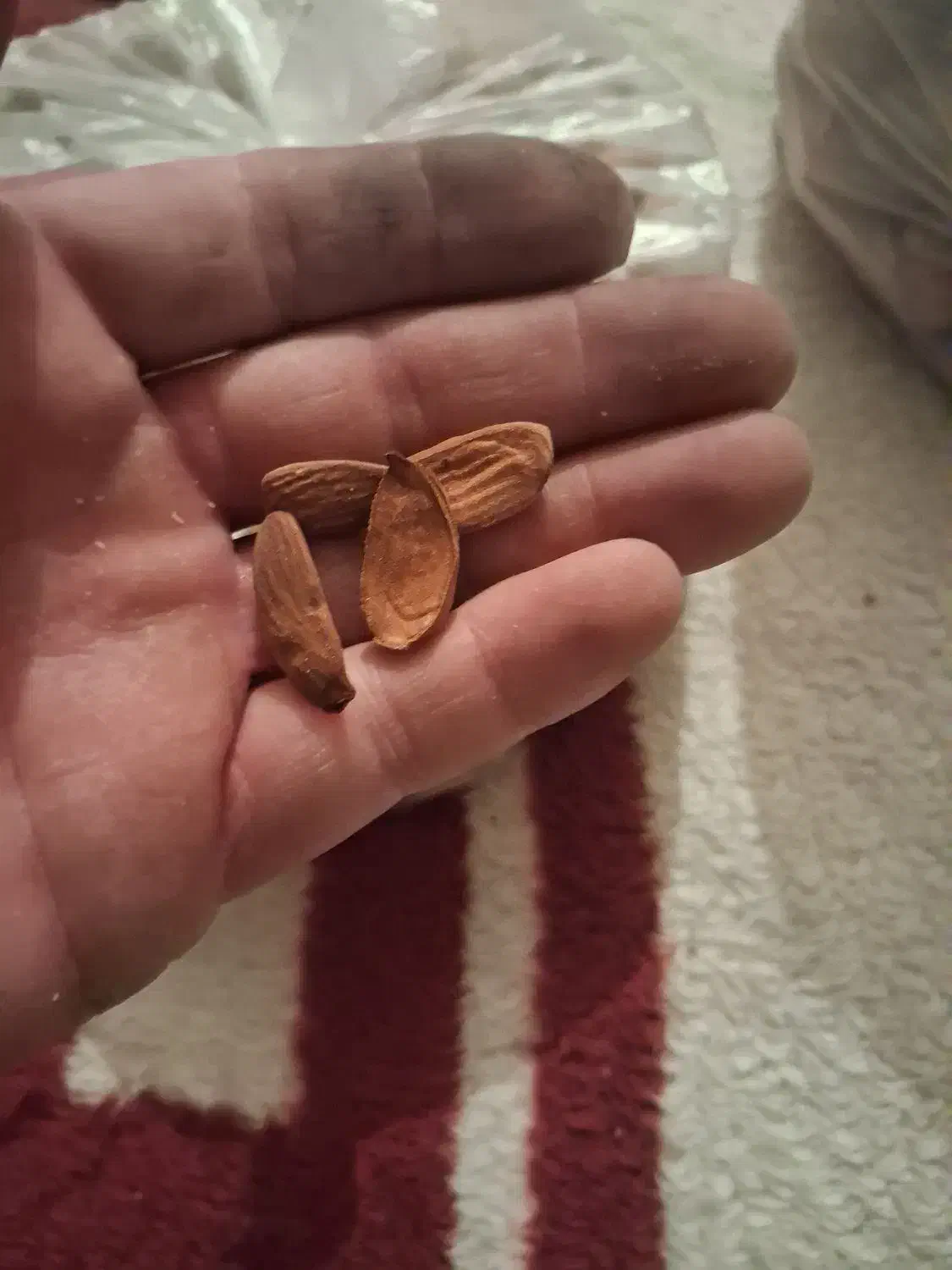 گردو و بادام|خوردنی و آشامیدنی|سراوان, |دیوار