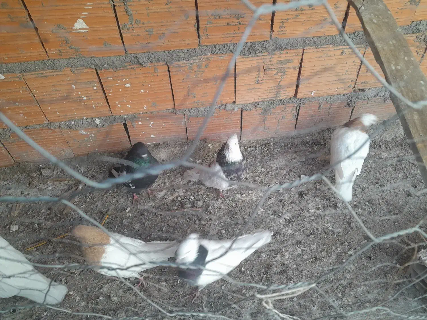 کبوتر|پرنده|شیروان (خراسان), |دیوار