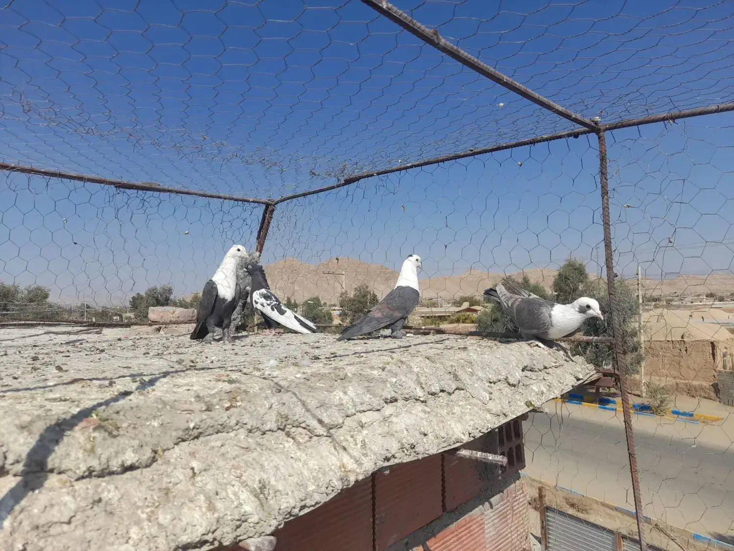 ۴ عدد کبوتر خوشگل|پرنده|یزدان شهر, |دیوار