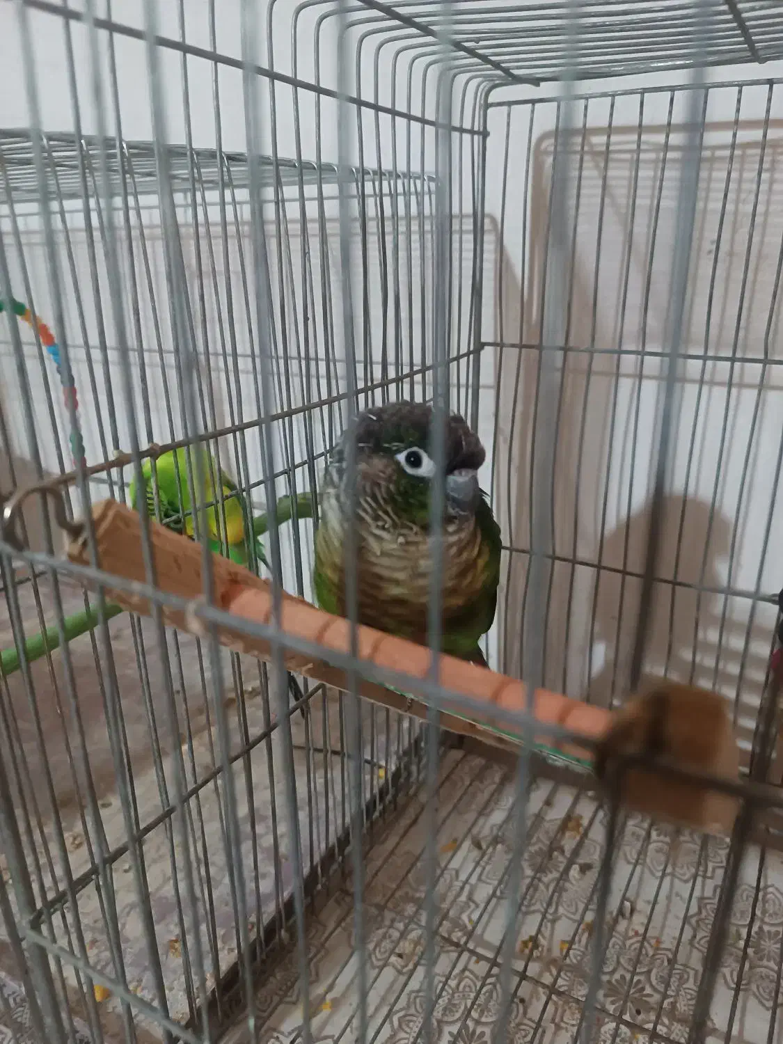 گرینچیک|پرنده|کردکوی, |دیوار