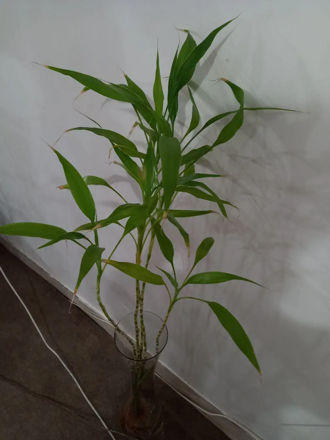 گیاه بامبو هدیه روز مادر|گل و گیاه طبیعی|اهواز, بهارستان|دیوار