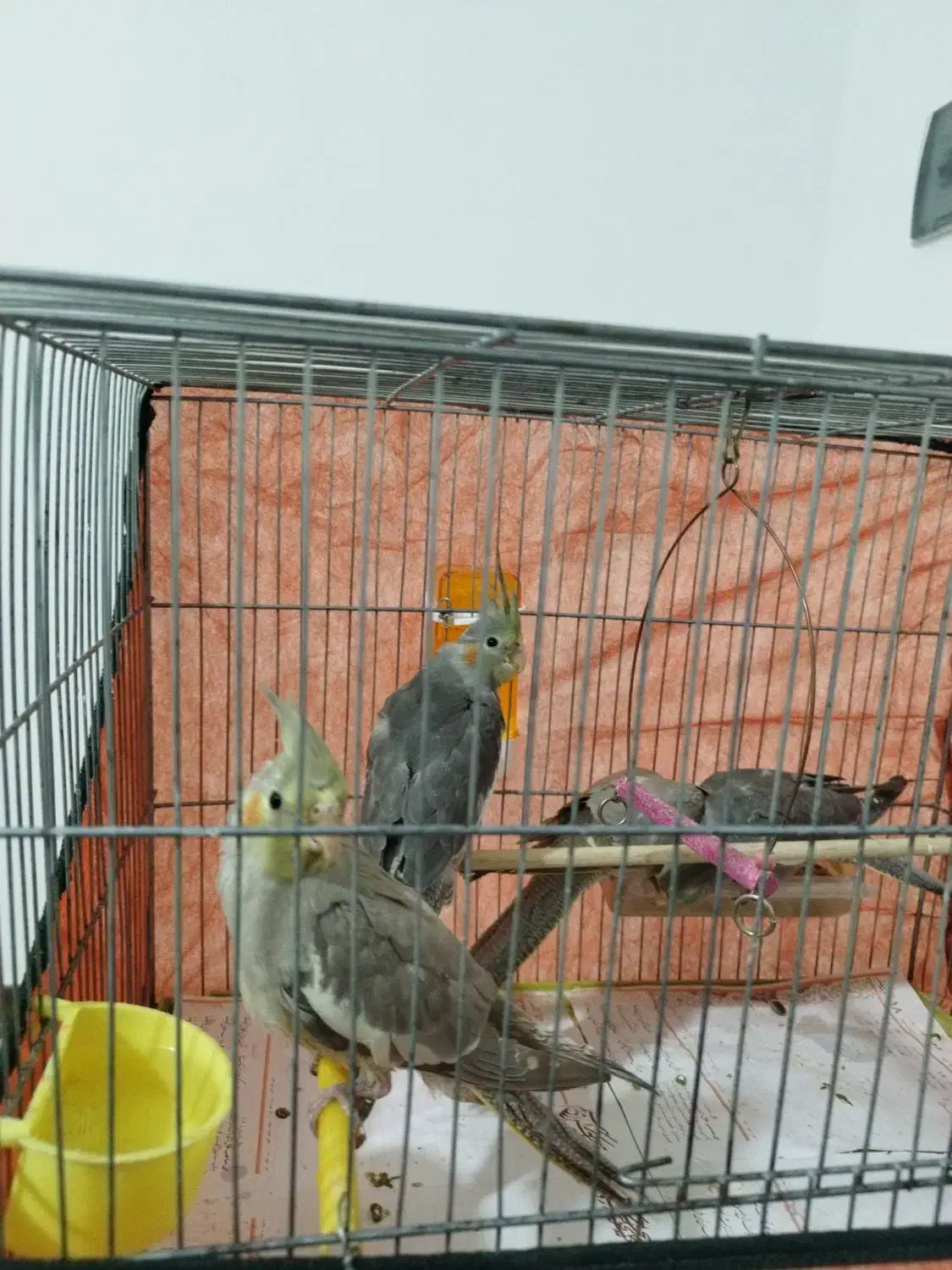 عروس هلندی ۲ ماهه دون خور|پرنده|فردیس, شهرک شهید حسینی|دیوار