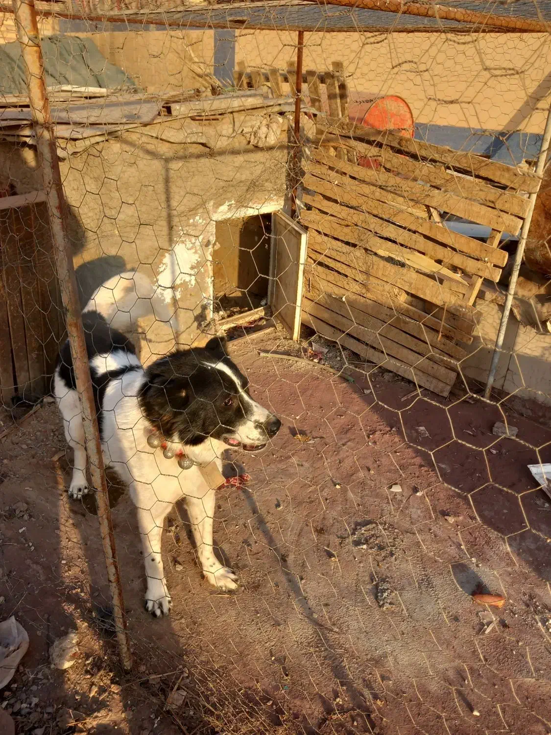 واگذارسگ قهدرجون|سگ|میبد, |دیوار