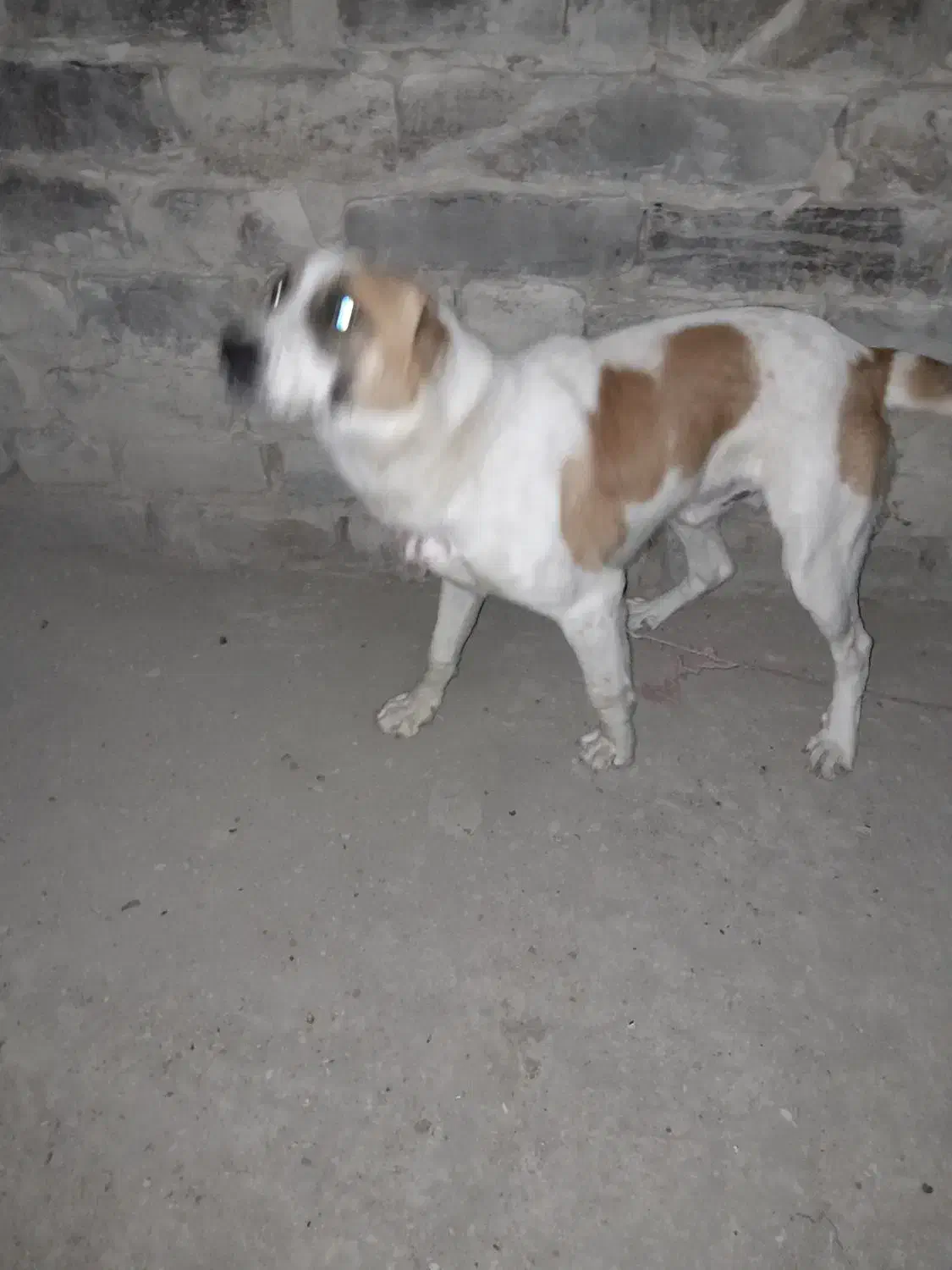 سگ گوسفندی آلابای|سگ|بجنورد, |دیوار