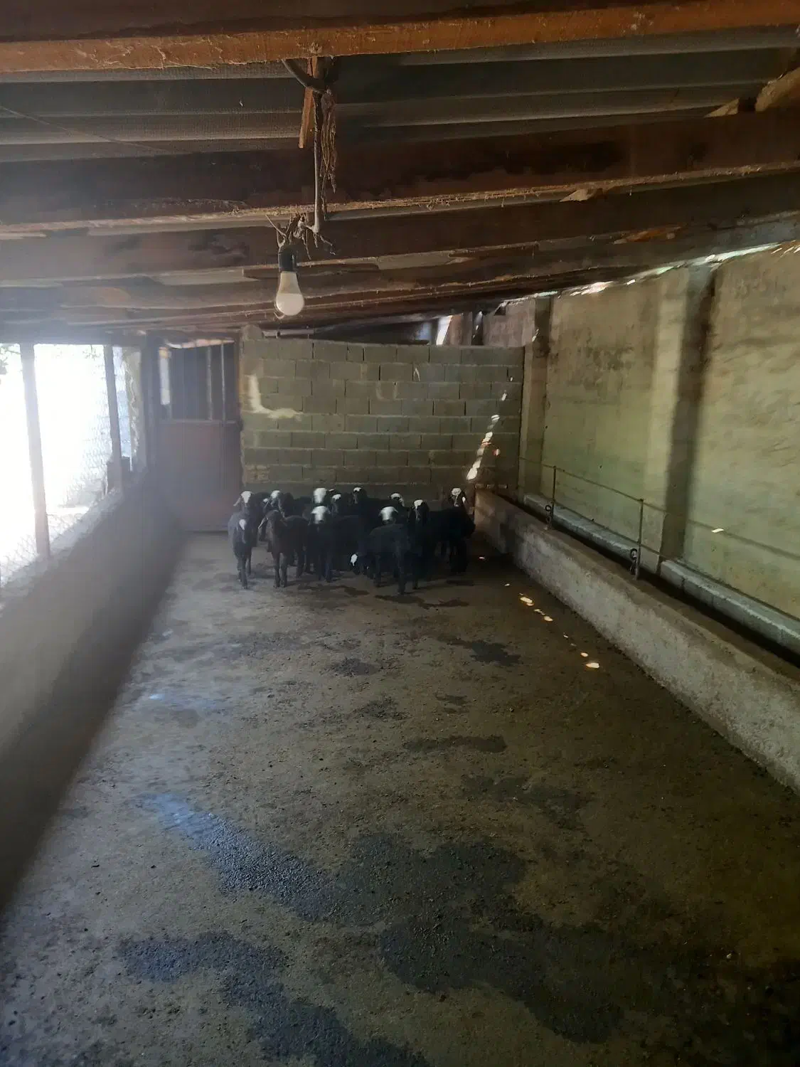 همکار برای دامداری|استخدام سرایداری و نظافت|قائم‌شهر, |دیوار