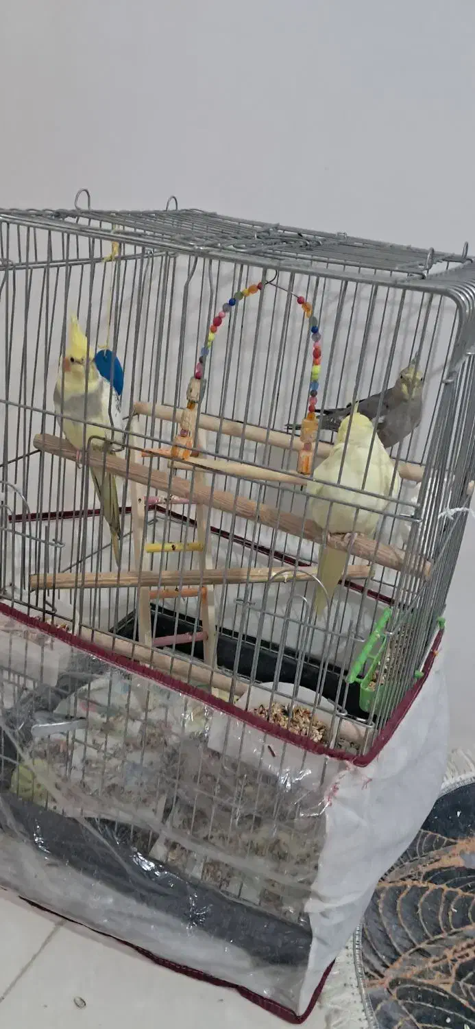 عروس هلندی|پرنده|شاهدشهر, |دیوار