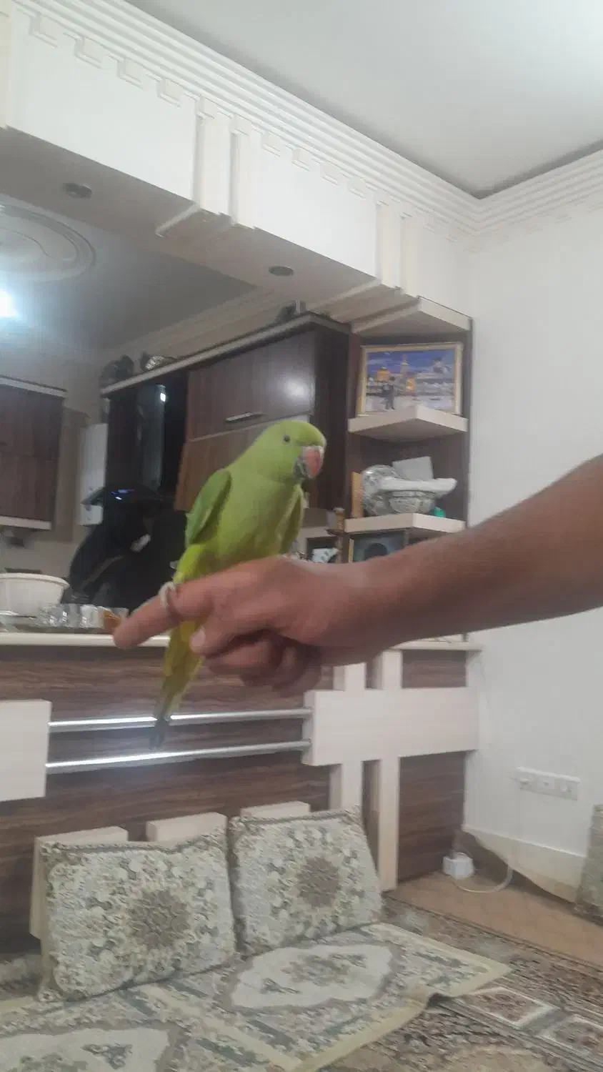 طوطی|پرنده|برخوار, |دیوار