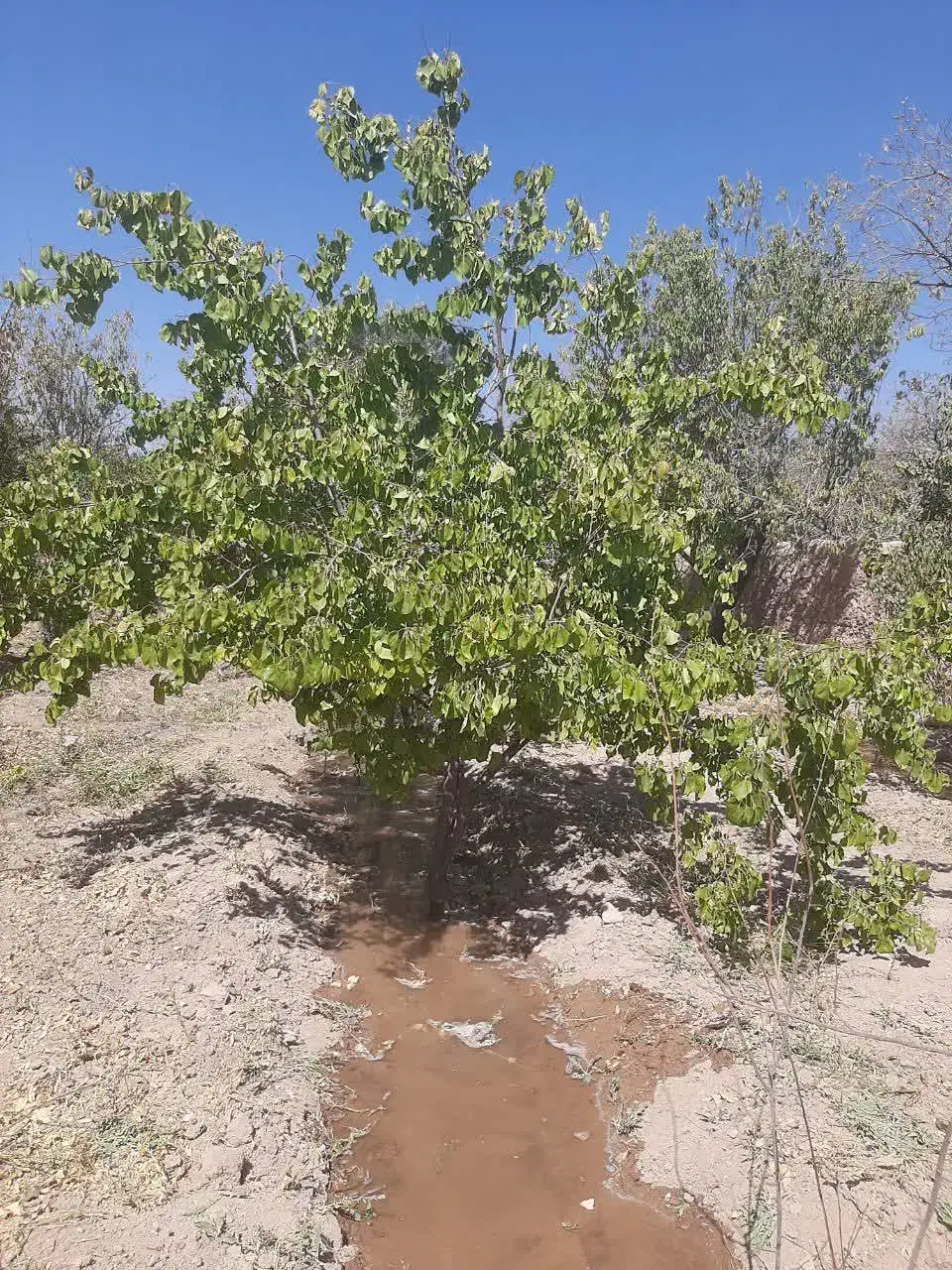 باغ میوه|فروش خانه و ویلا|گاریزات, |دیوار