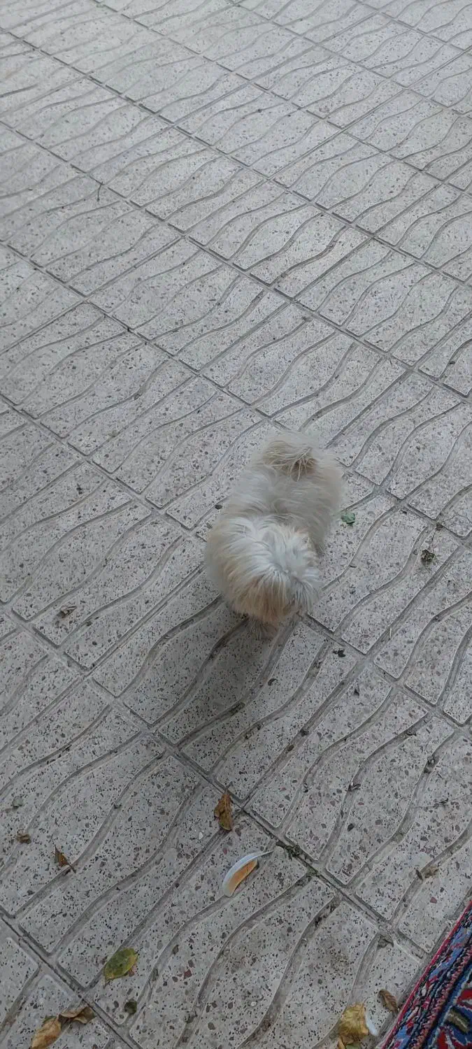 سگ پاکوتاه|سگ|اراک, |دیوار