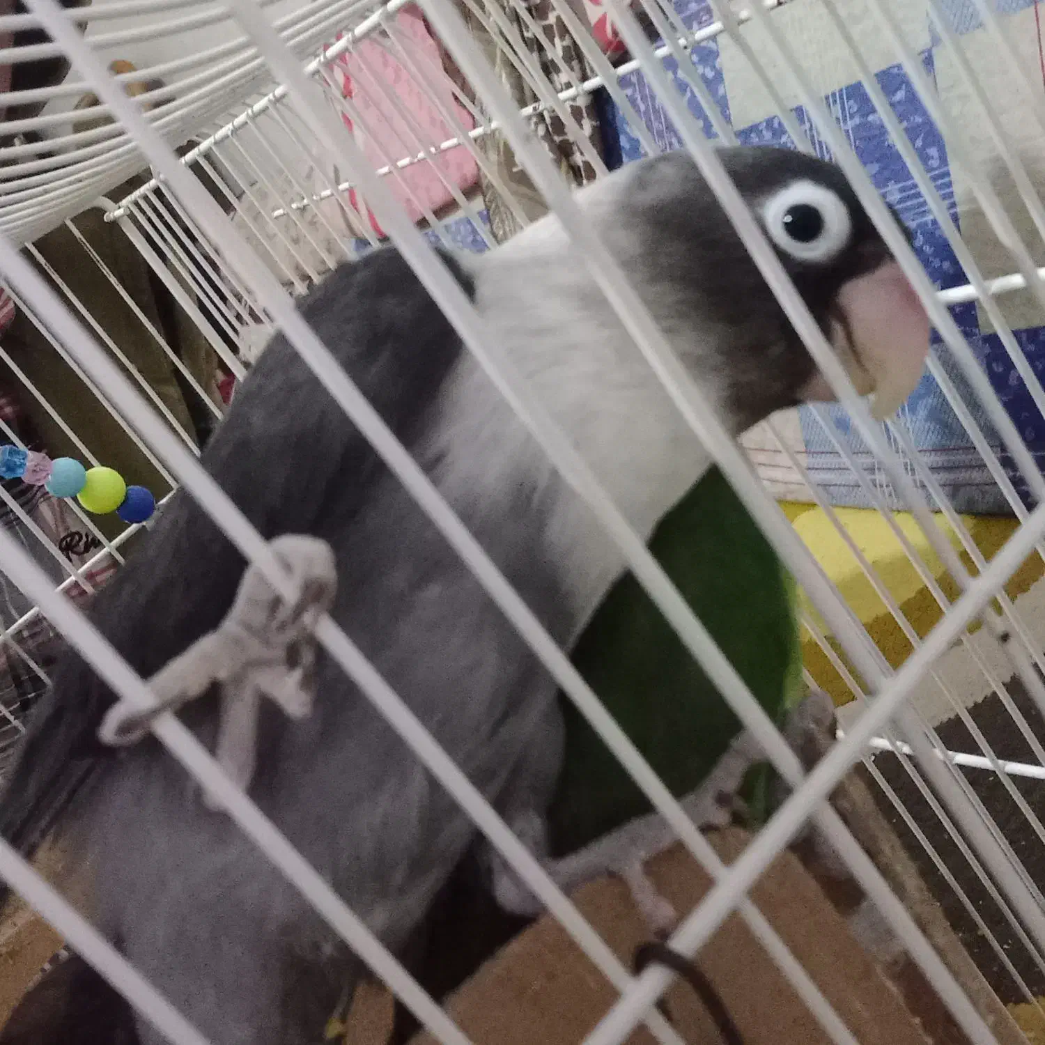 جفت طوطی برزیلی|پرنده|حمیدیه, |دیوار