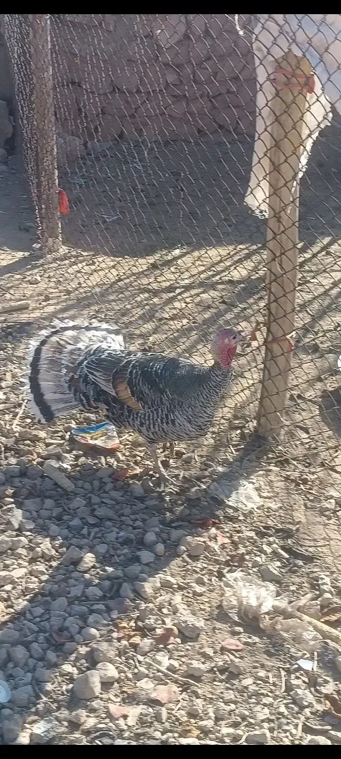 یک جفت بوقلمون درجه یک عالی تخم گذار|حیوانات مزرعه|ششده و قره بلاغ, |دیوار