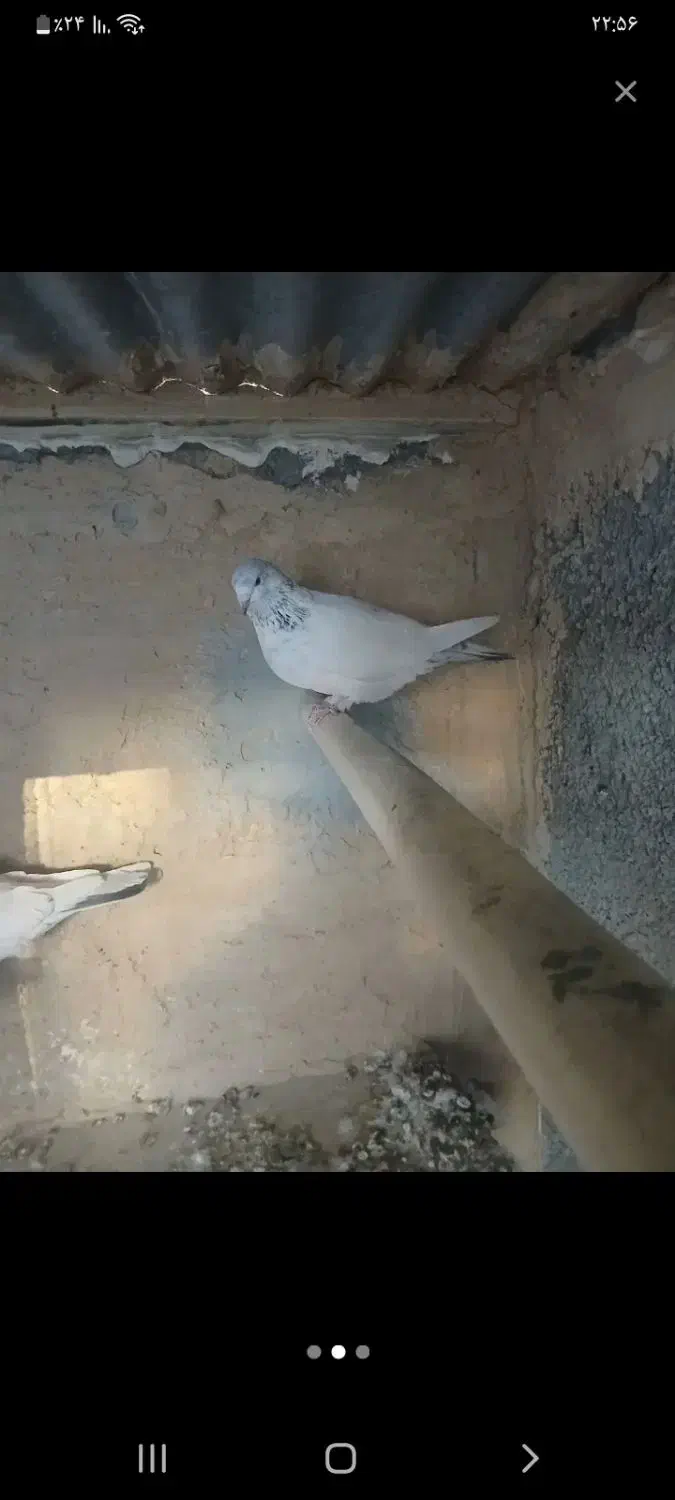 کبوترگمشده|حیوانات|دهلران, |دیوار