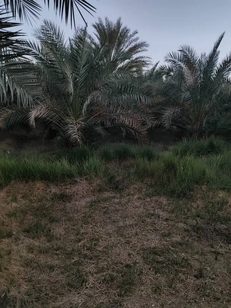 فروش 6ساعت آب با 4هکتار زمین کشاورزی|فروش دفتر صنعتی، کشاورزی، تجاری|نگین کویر, |دیوار